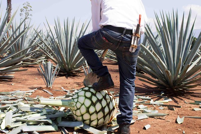 Tequila distillery experience, Jose Cuervo & Tequila Magic Town - If you choose José Cuervo: what changes (and why it’s worth it)