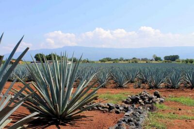 Tequila distillery experience, Jose Cuervo & Tequila Magic Town - Traditional distillery visit: cooked agave, first distillation, then tasting