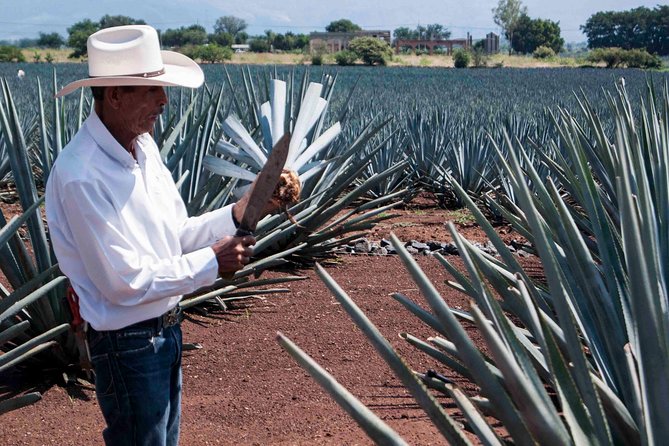 Tequila distillery experience, Jose Cuervo & Tequila Magic Town - What you’ll taste: how to get more from the tequila tasting