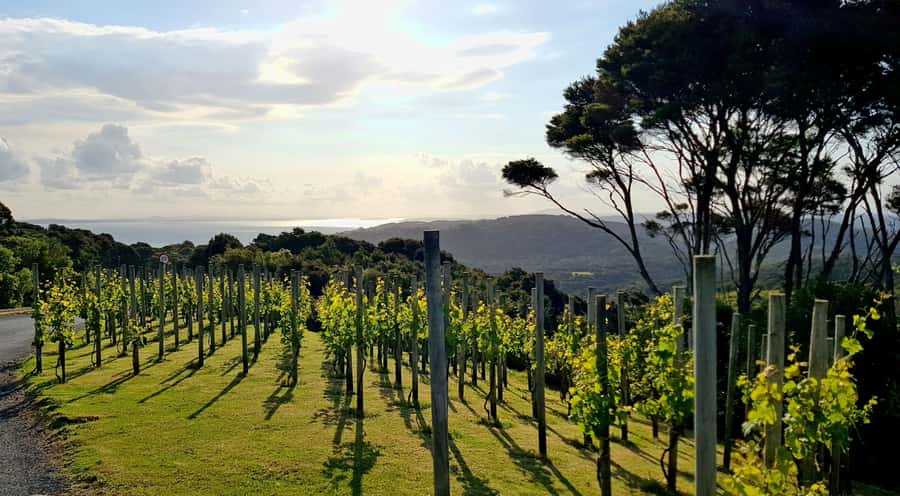 Waiheke: Scenic Taste and Graze Tour with Wine, Whisky, Beer - Rangihoua Estate / All Press Olive Groves: extra virgin olive oil and honey