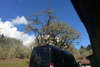 Willamette Valley Wine & Whisky - Inside the Day: How the Route Really Feels in Practice