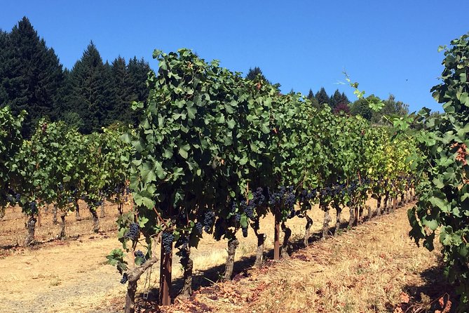 Willamette Valley Wine & Whisky - Lunch, Snacks, Water, and the Real Issue: Timing