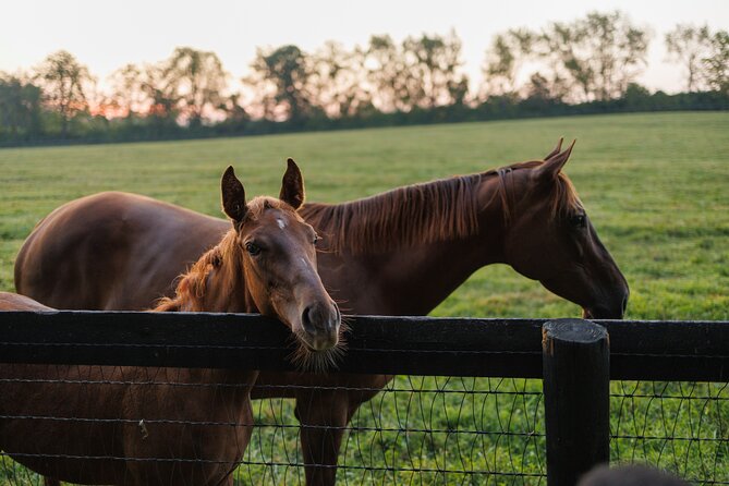Woodford Reserve, Kismet Thoroughbred Farm & Whiskey Thief - Who this tour suits best (and who might want a different plan)
