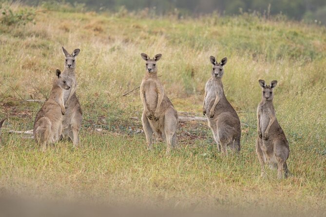 Yarra Valley by night! Private wine, whisky and dinner tour - What’s actually included in your night out
